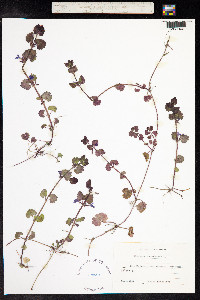 Glechoma hederacea image