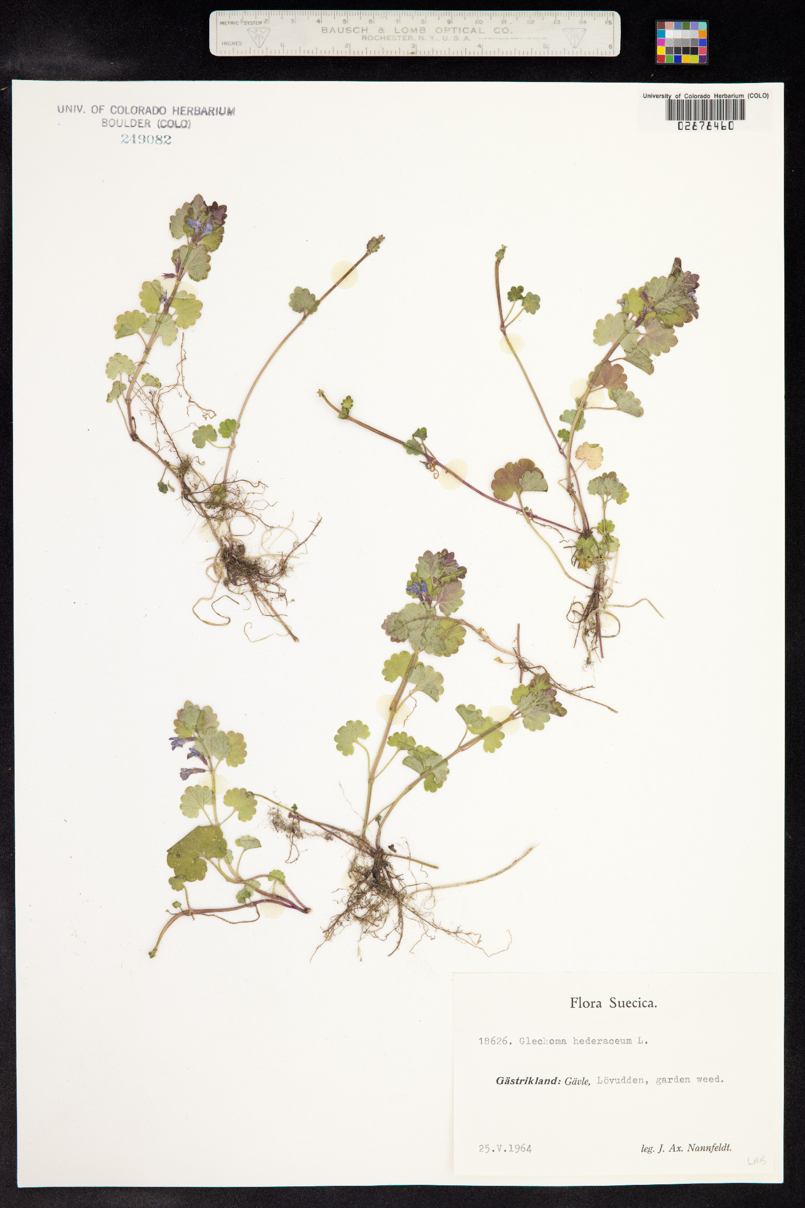 Glechoma hederacea image