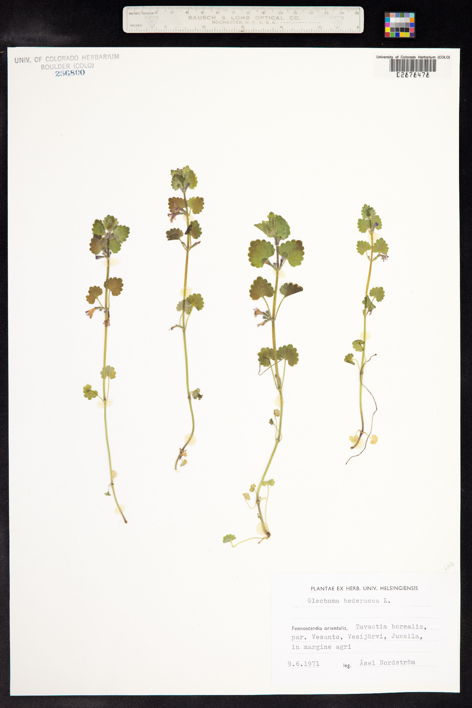 Glechoma image