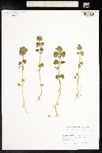 Glechoma hederacea image