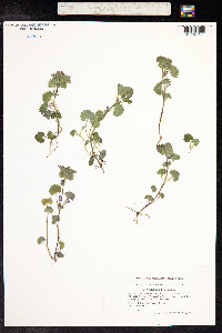 Glechoma hederacea image