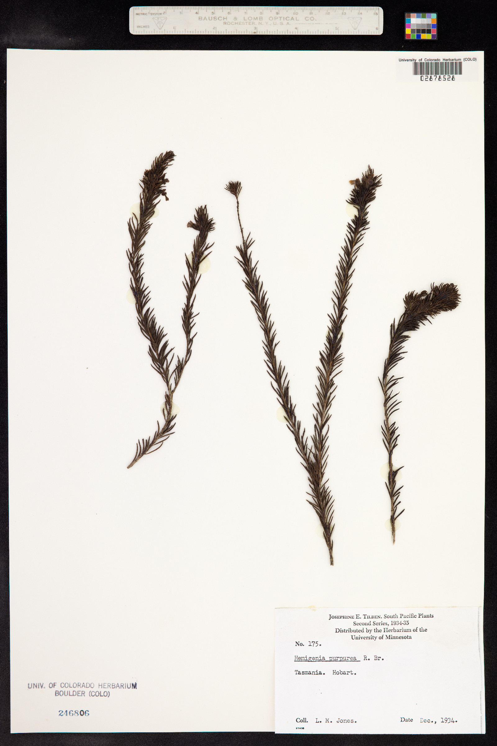Hemigenia purpurea image