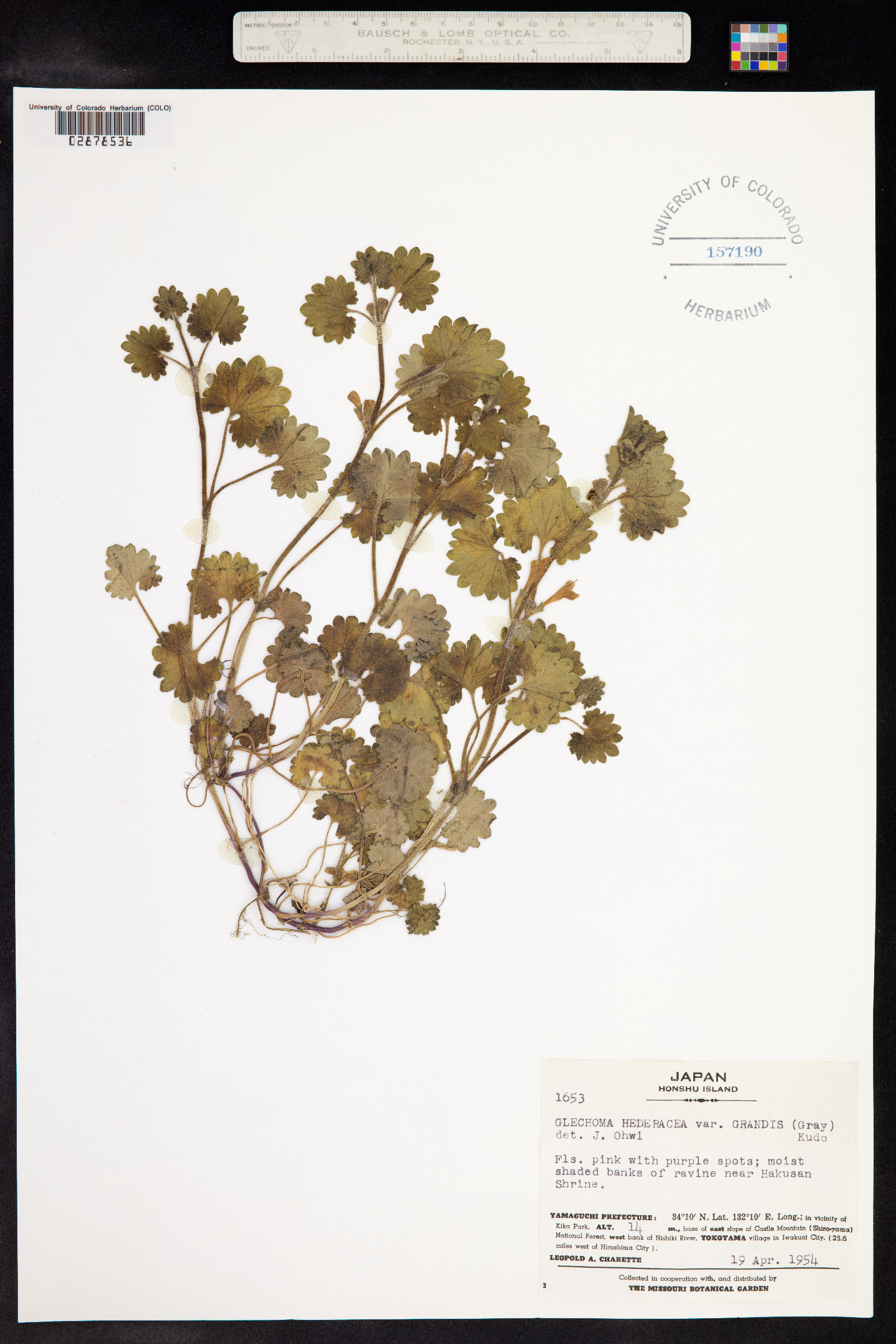 Glechoma hederacea image