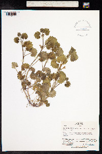 Glechoma hederacea image