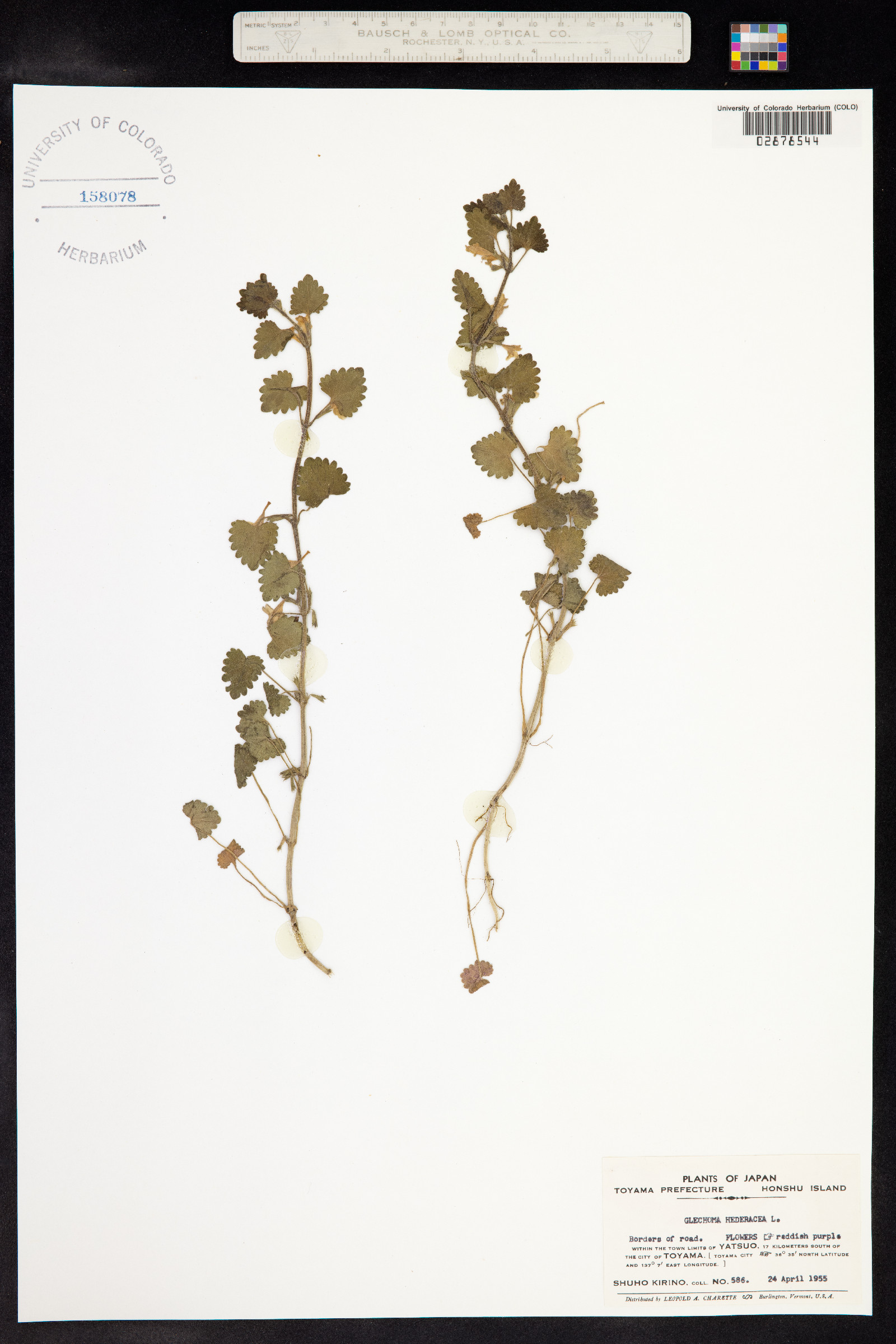 Glechoma hederacea image