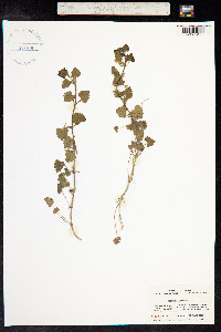 Glechoma hederacea image