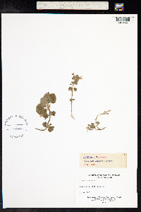 Glechoma hederacea image