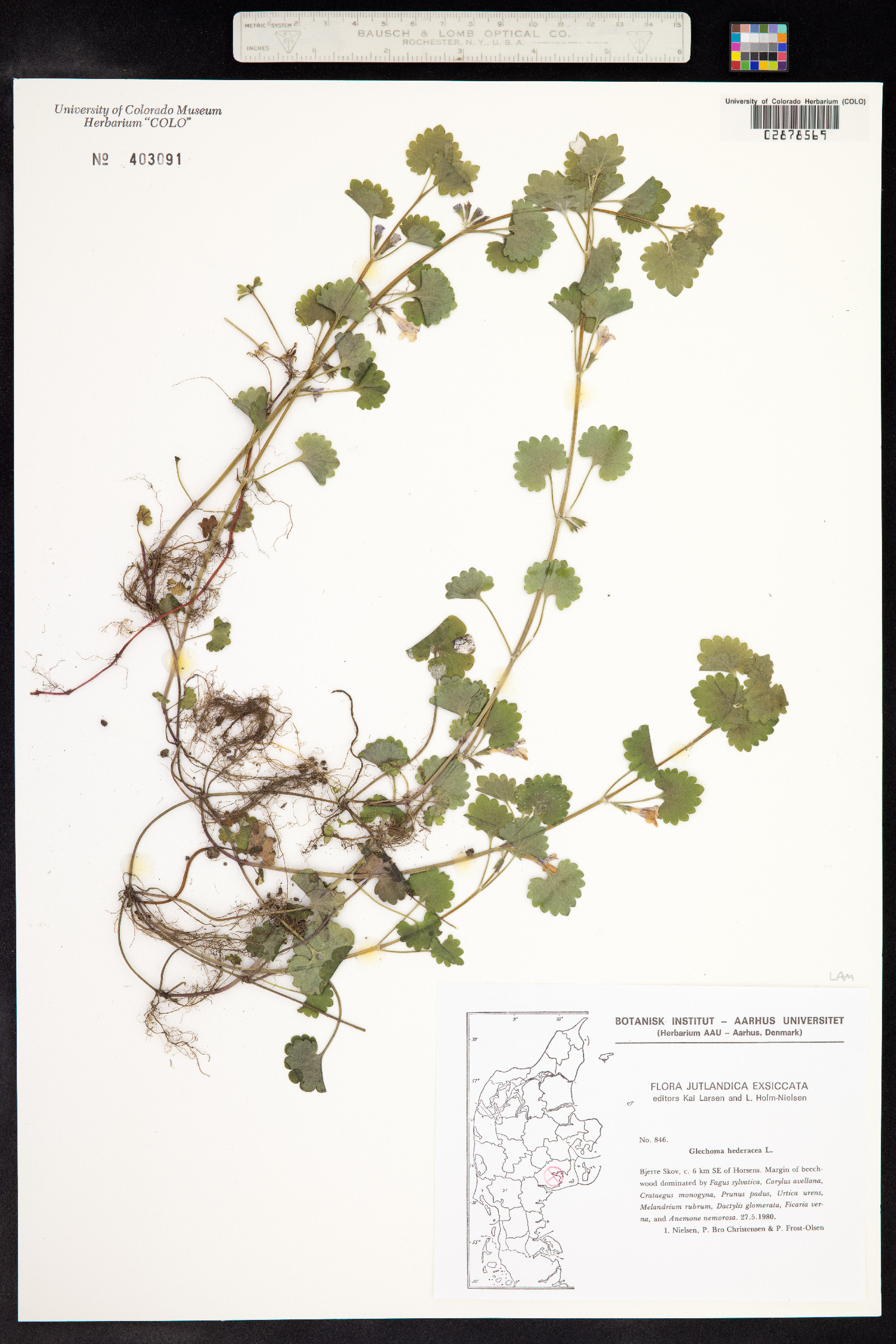 Glechoma image