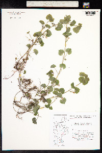 Glechoma hederacea image