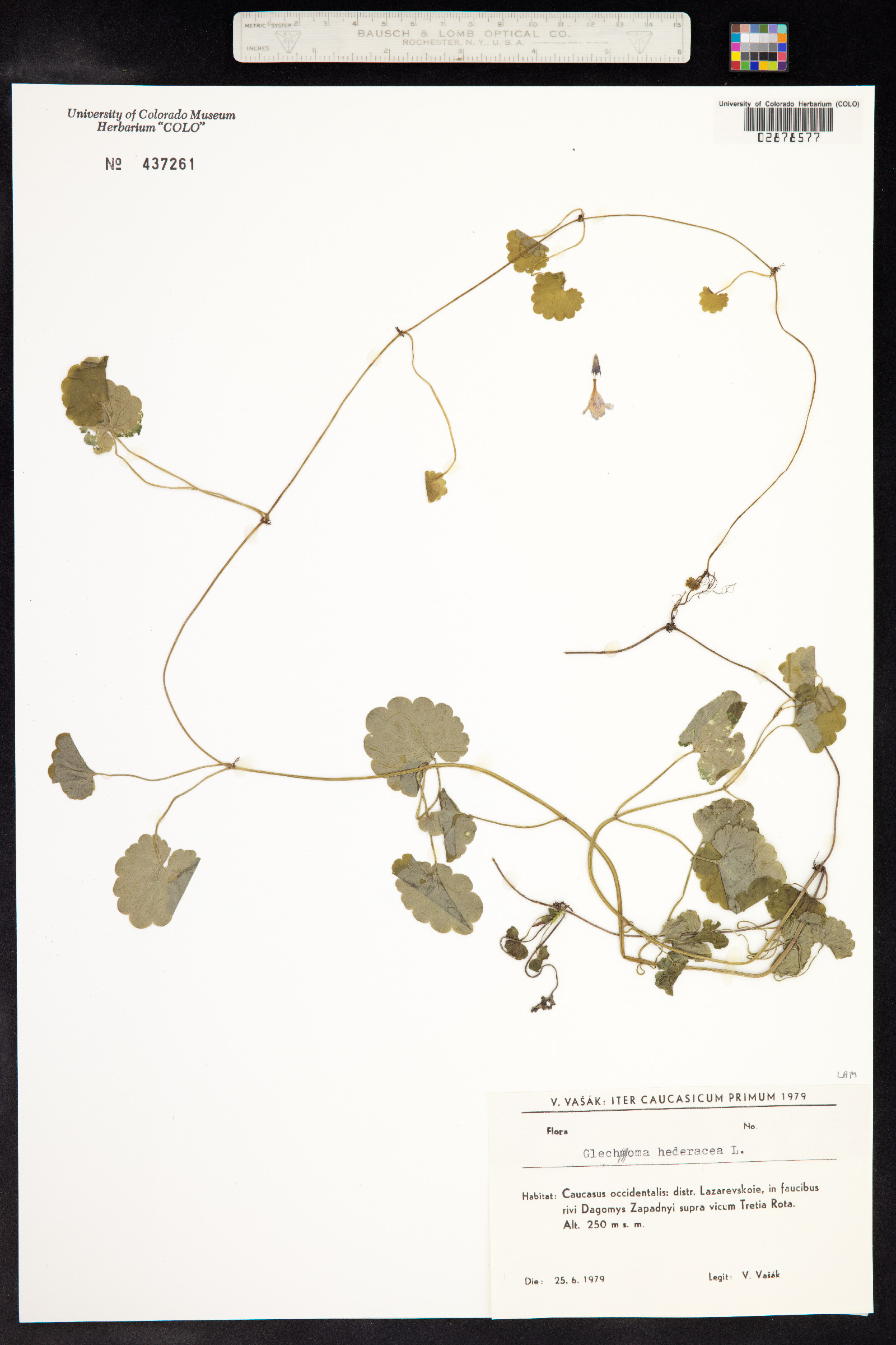 Glechoma hederacea image