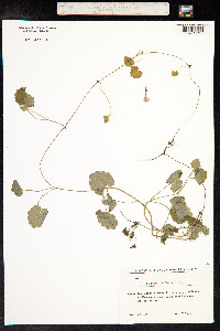 Glechoma hederacea image
