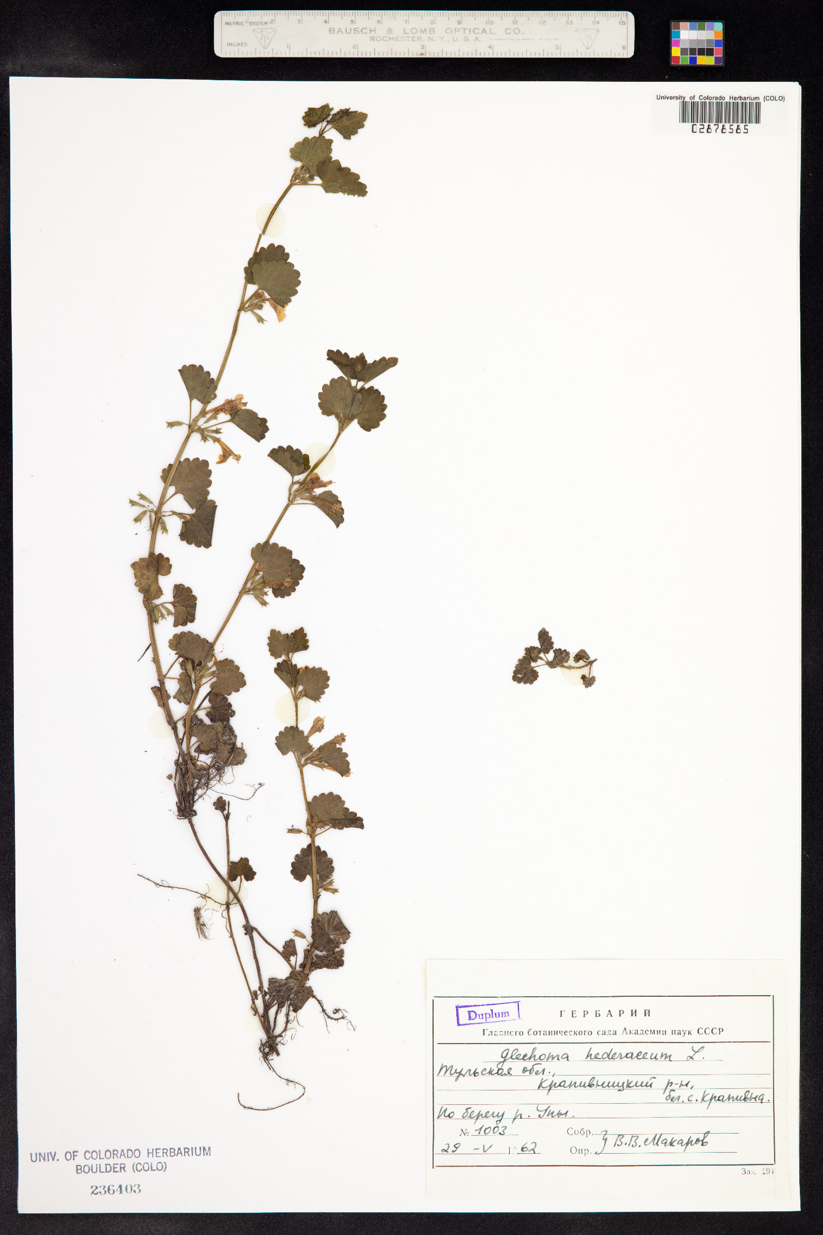 Glechoma hederacea image