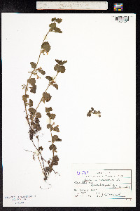 Glechoma hederacea image