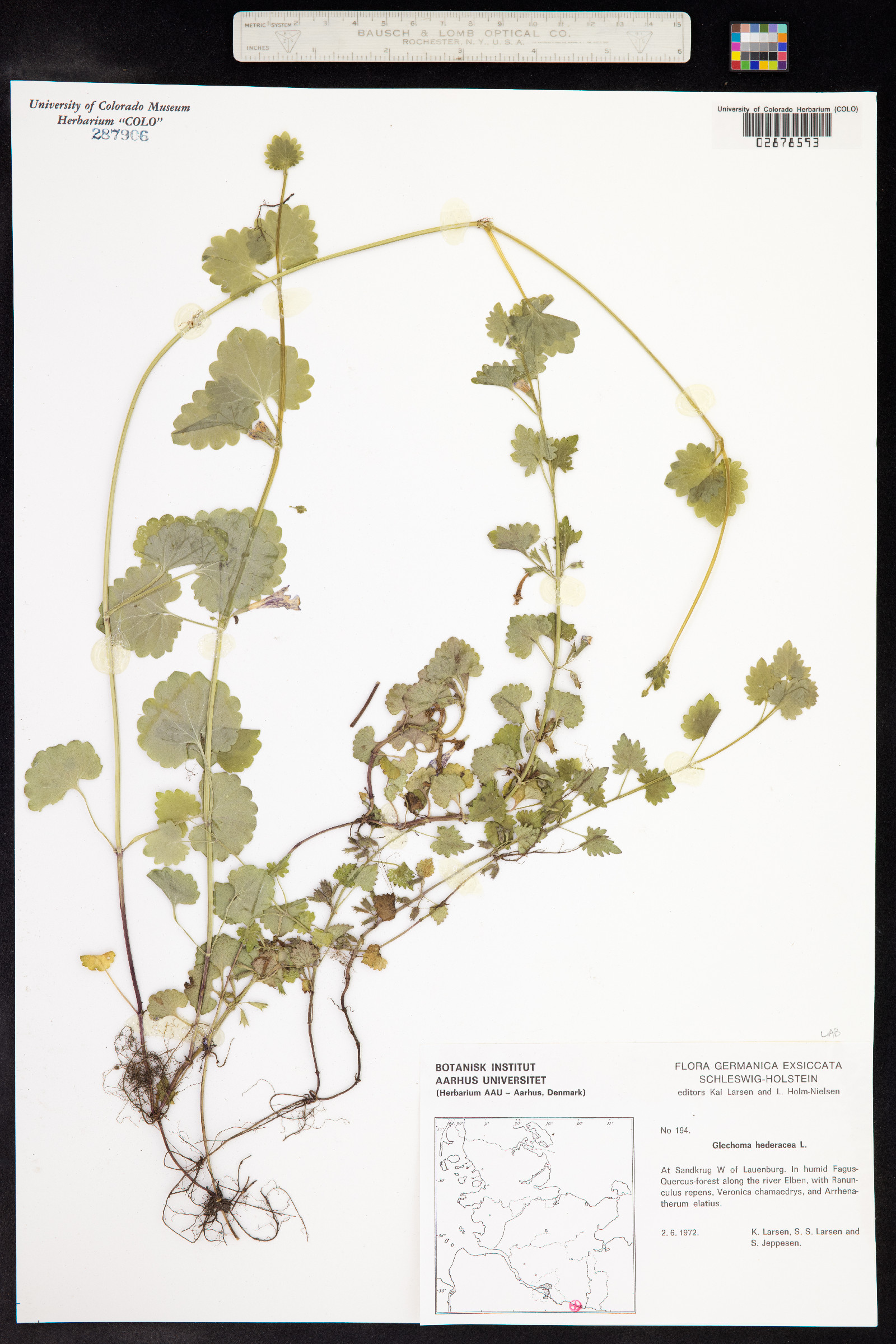 Glechoma hederacea image