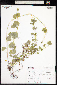 Glechoma hederacea image