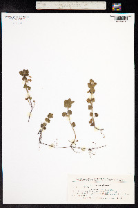 Glechoma hederacea image