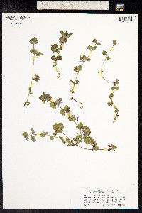 Glechoma hederacea image