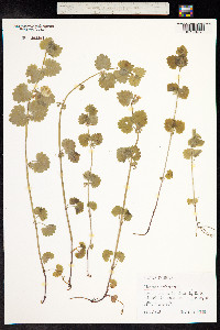 Glechoma hederacea image
