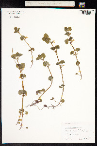 Glechoma hederacea image