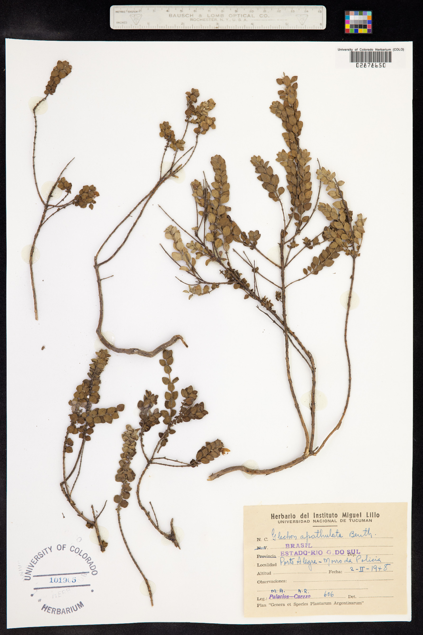Glechon thymoides image