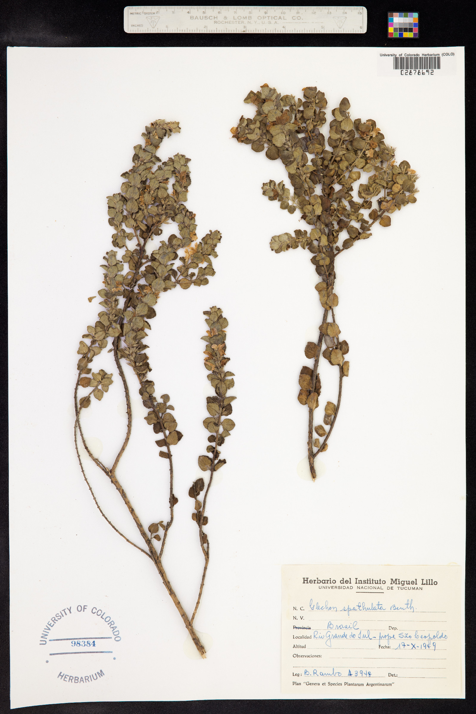 Glechon thymoides image