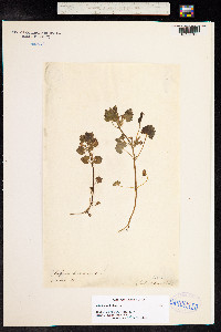 Glechoma hederacea image