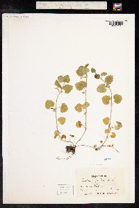 Glechoma hederacea image