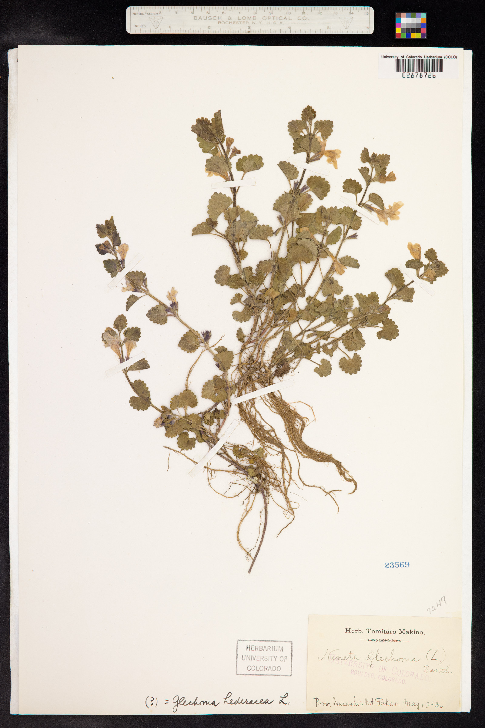 Glechoma hederacea image