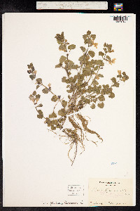 Glechoma hederacea image