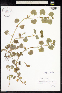 Glechoma hederacea image