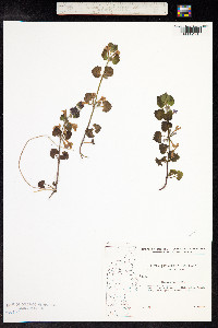 Glechoma hederacea image