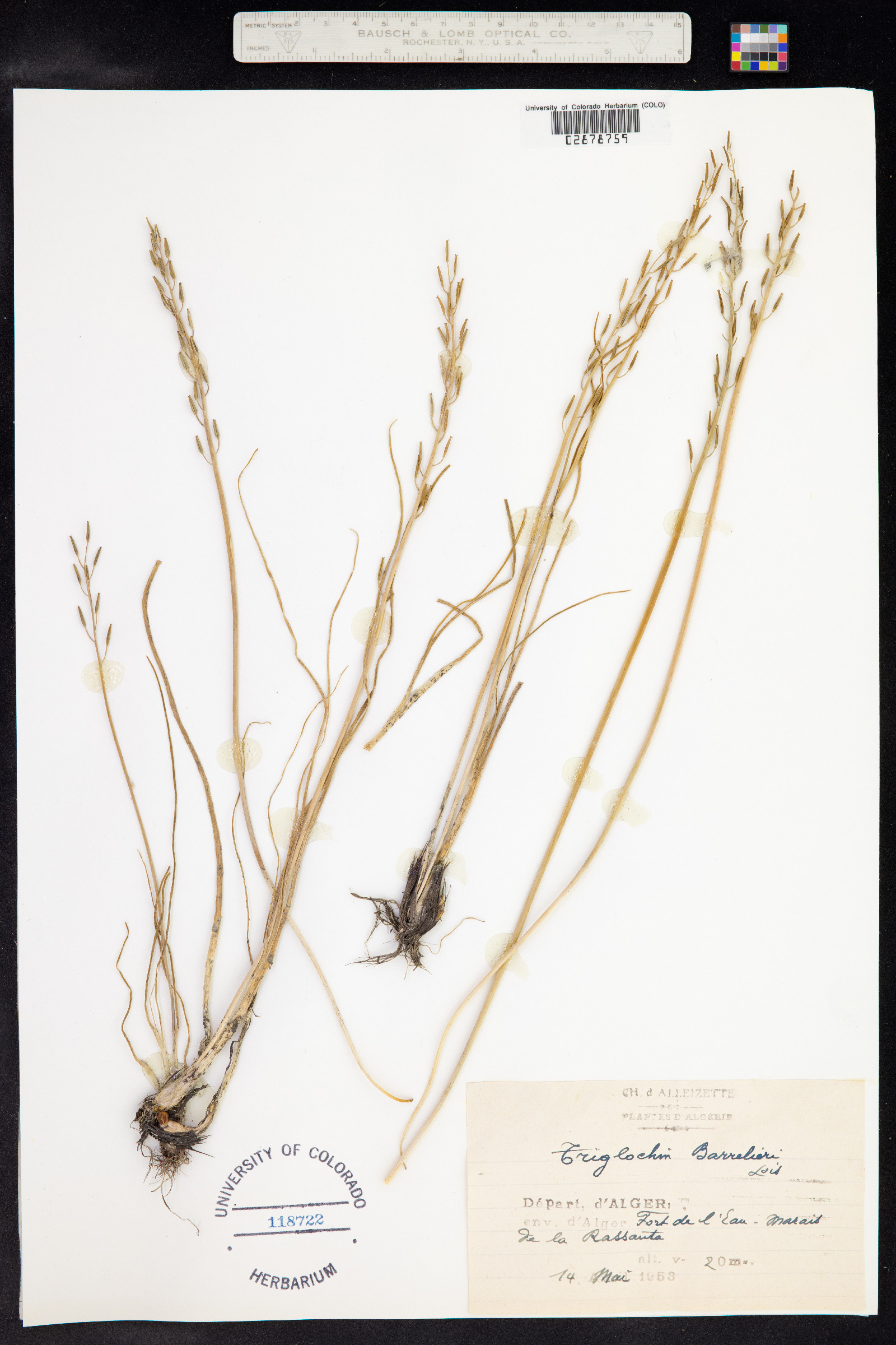 Triglochin barrelieri image