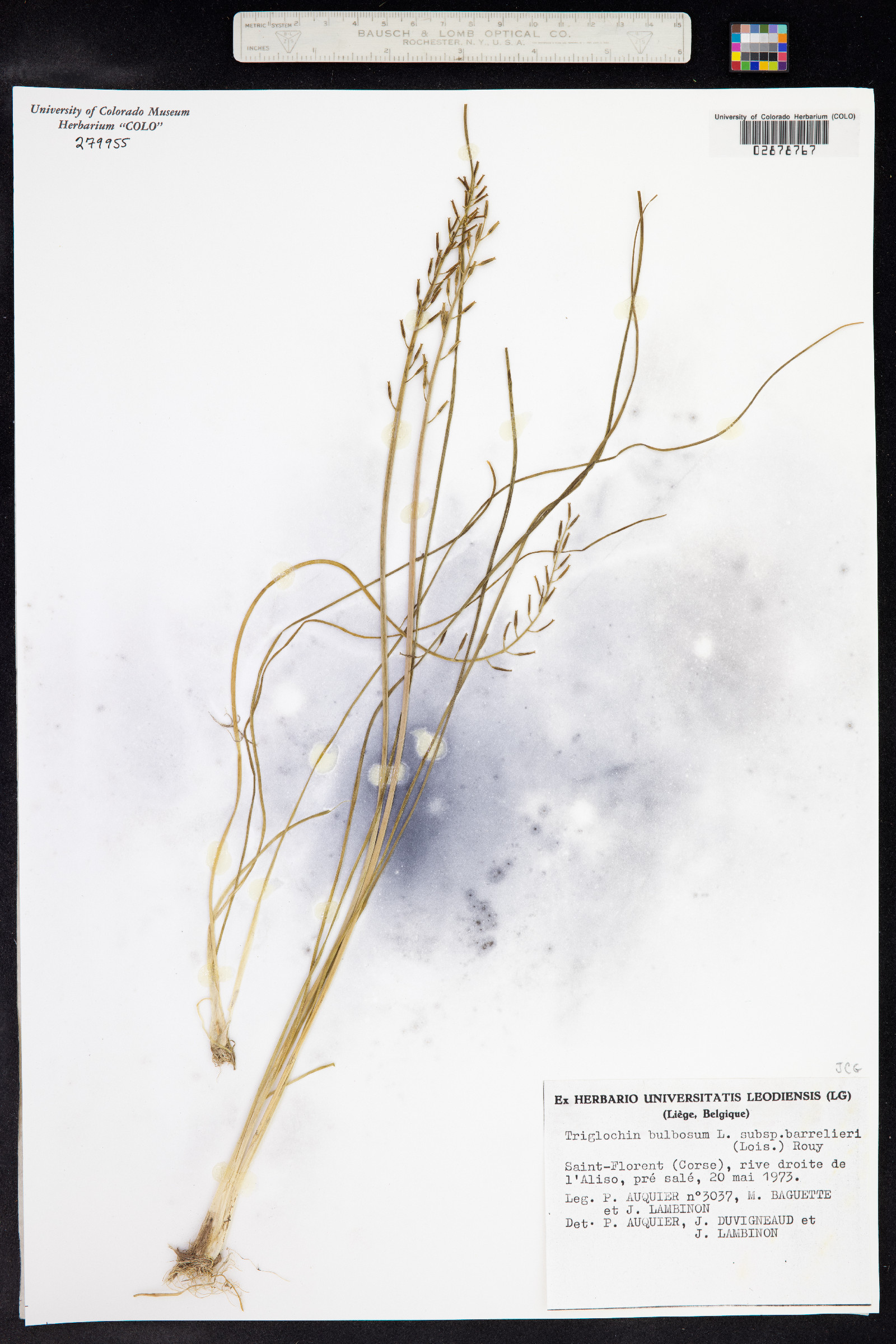 Triglochin bulbosa image