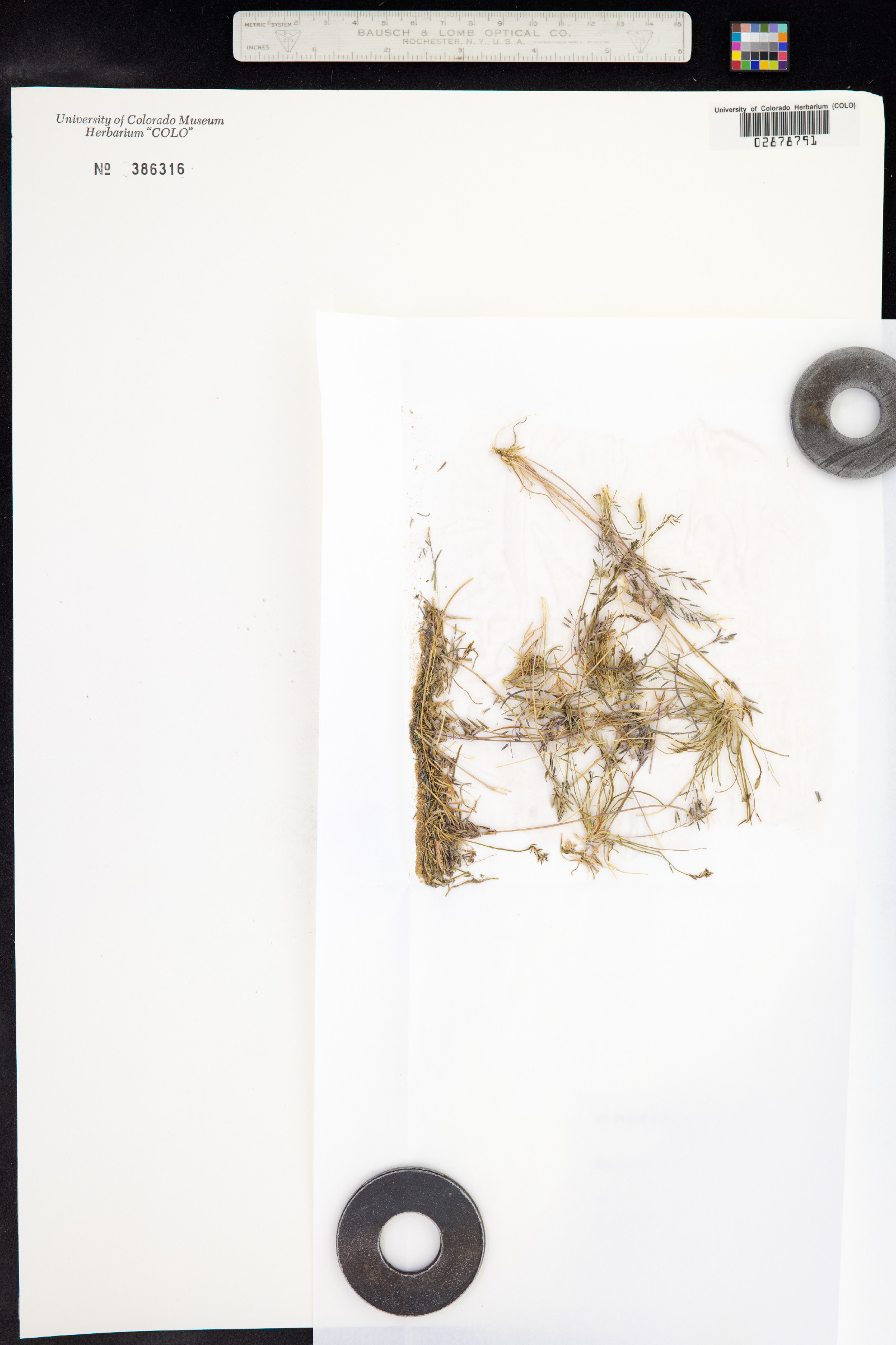 Triglochin centrocarpa image