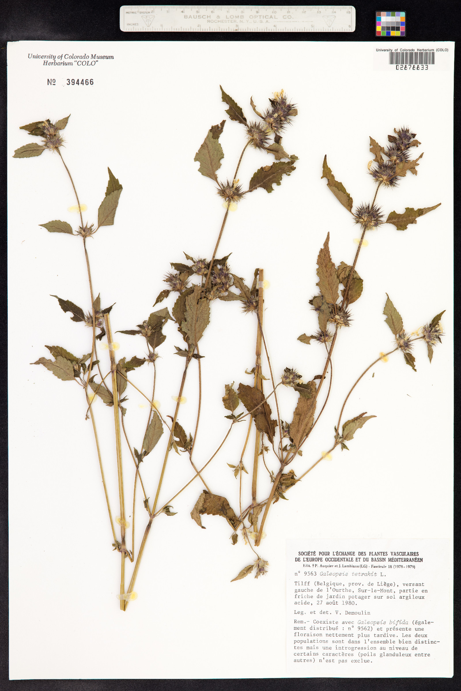 Galeopsis image