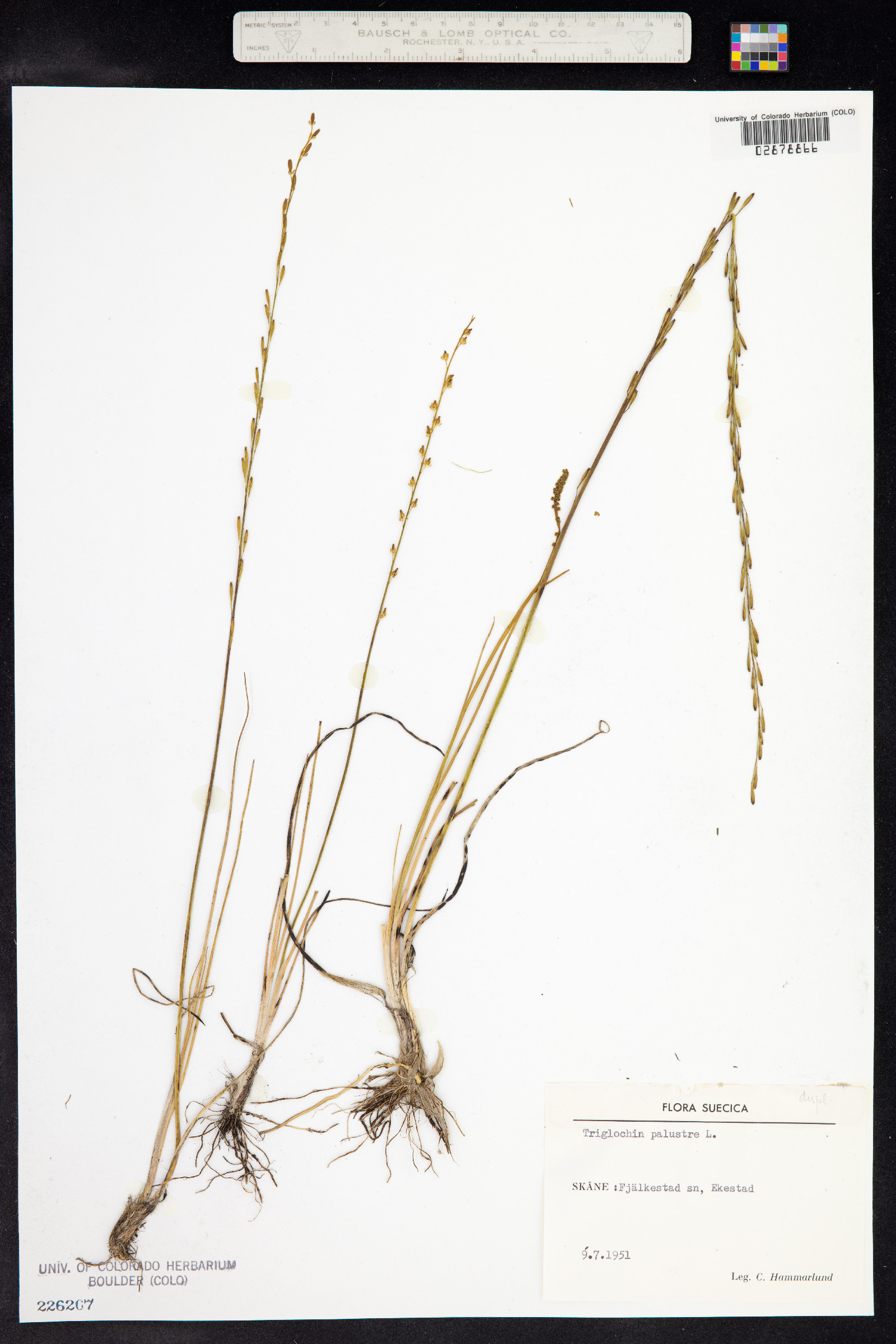 Triglochin palustris image