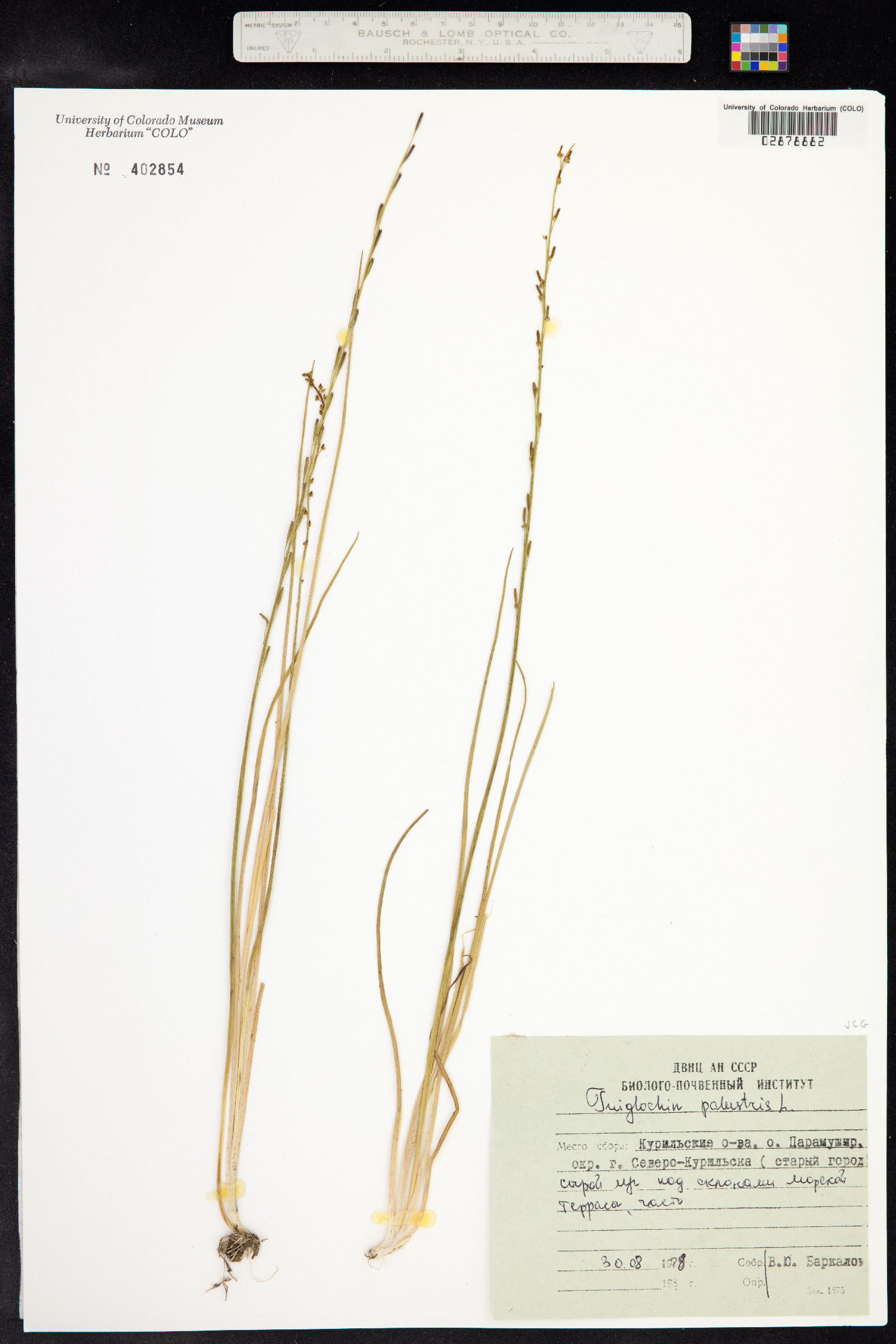 Triglochin palustris image