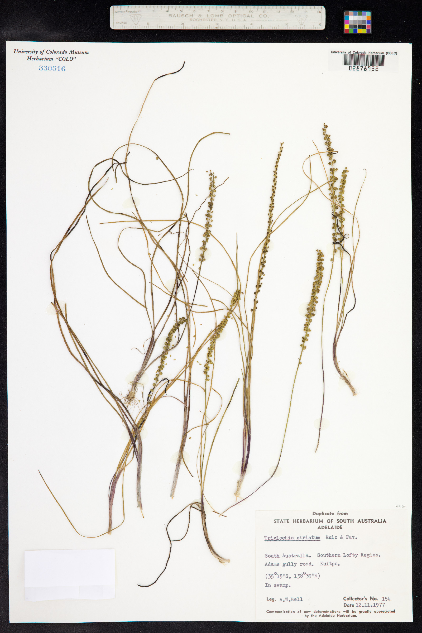 Triglochin striata image