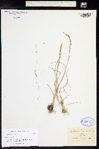 Triglochin barrelieri image