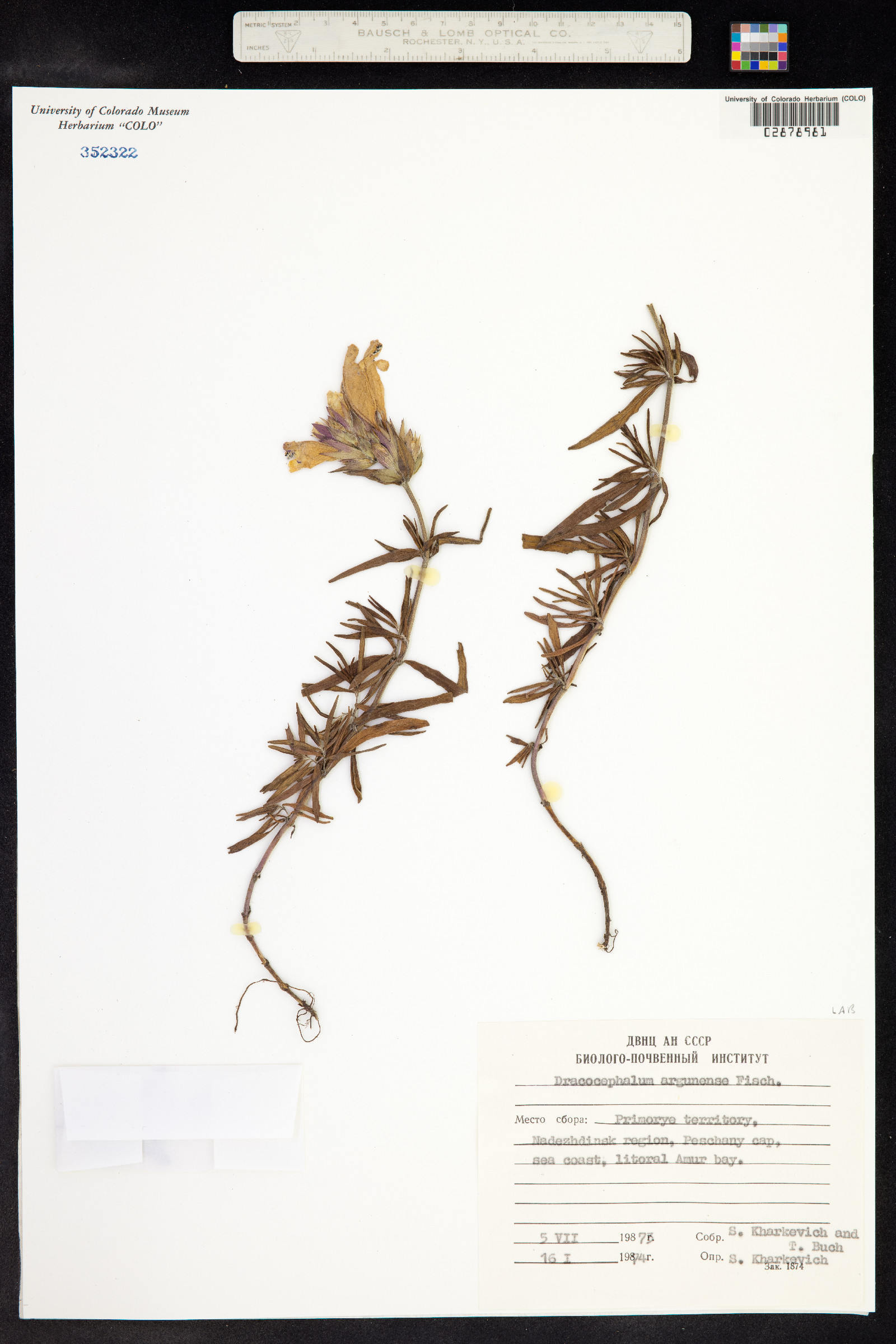 Dracocephalum argunense image