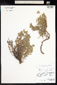 Dracocephalum botryoides image