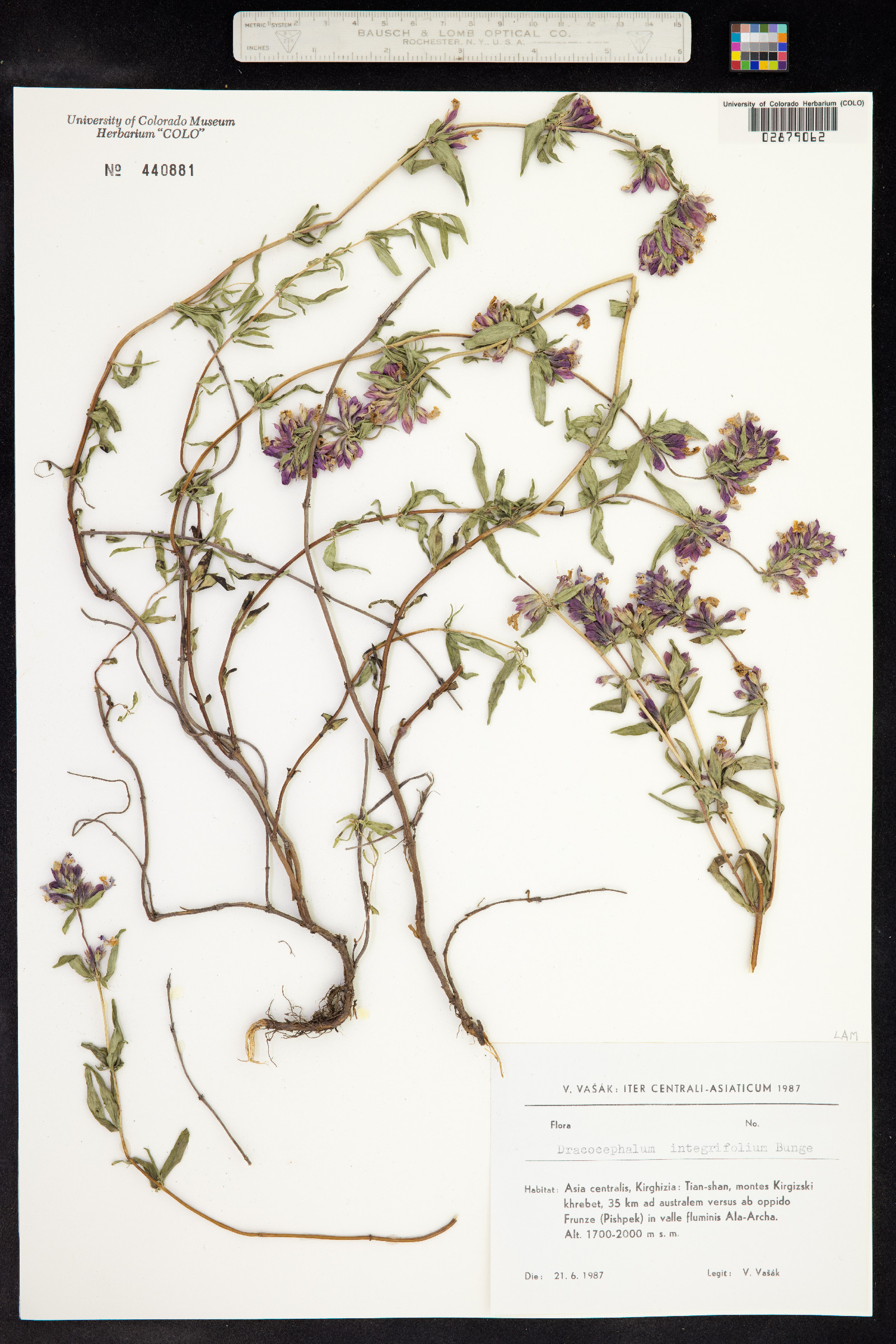 Dracocephalum integrifolium image