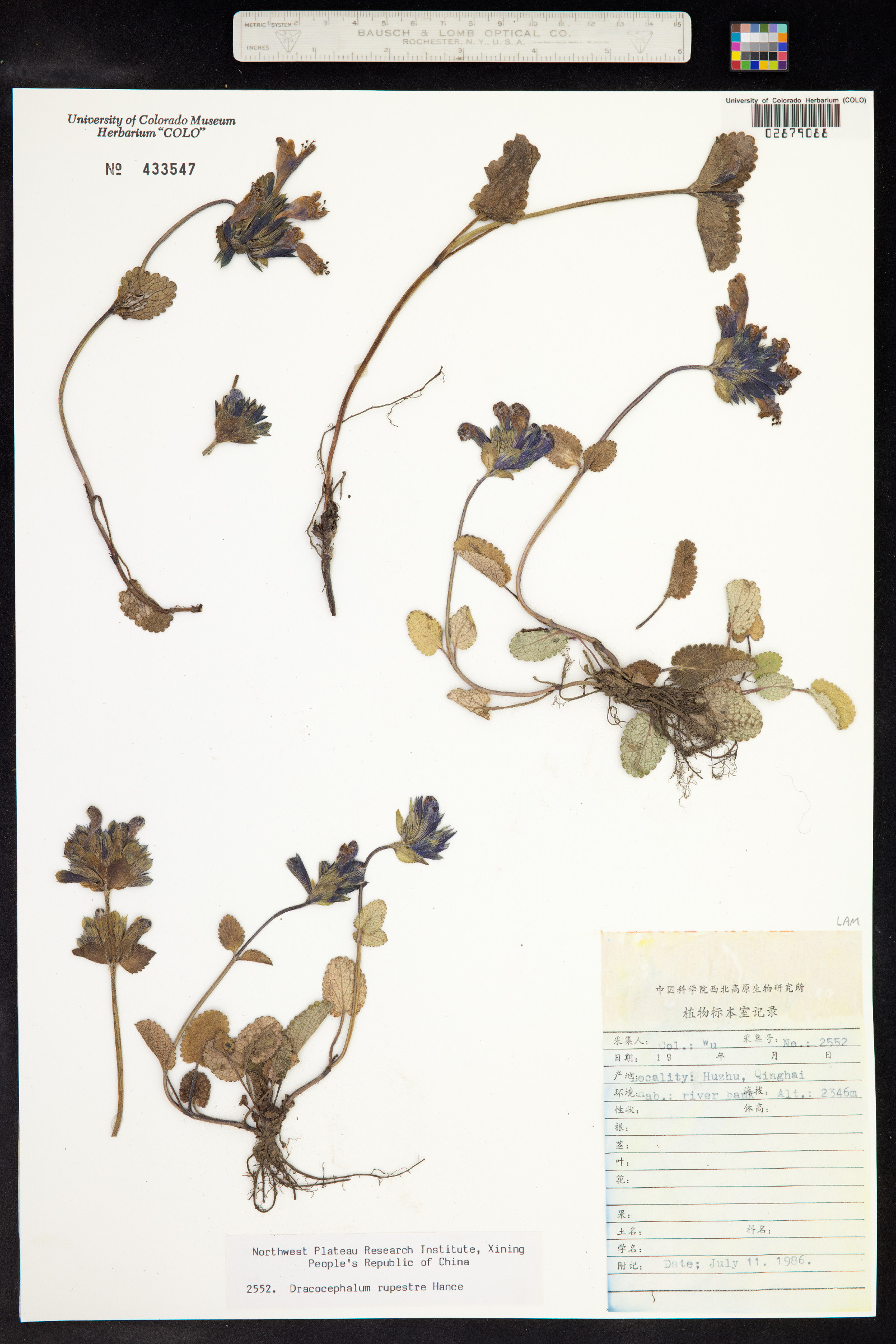 Dracocephalum rupestre image