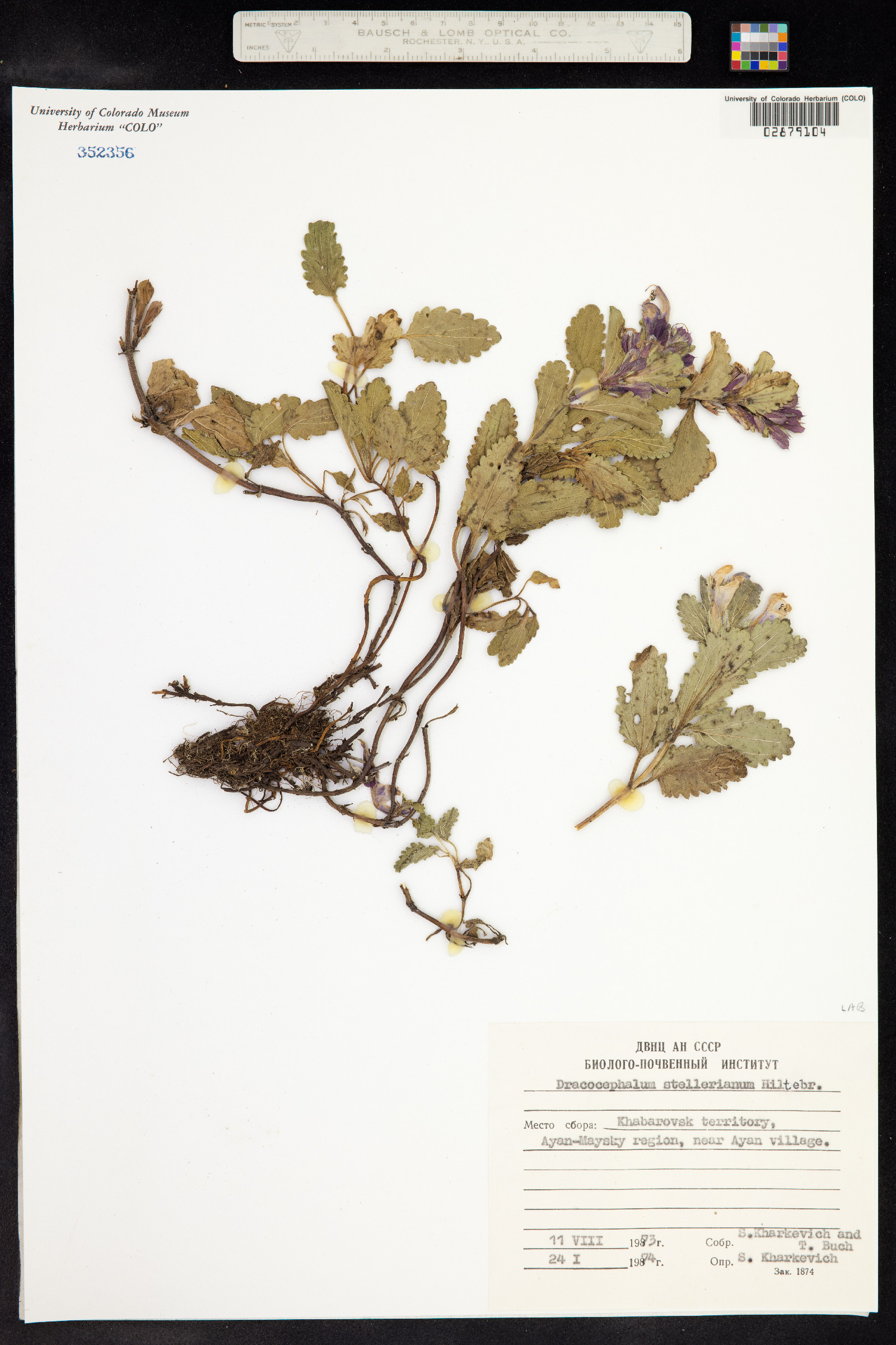 Dracocephalum stellerianum image