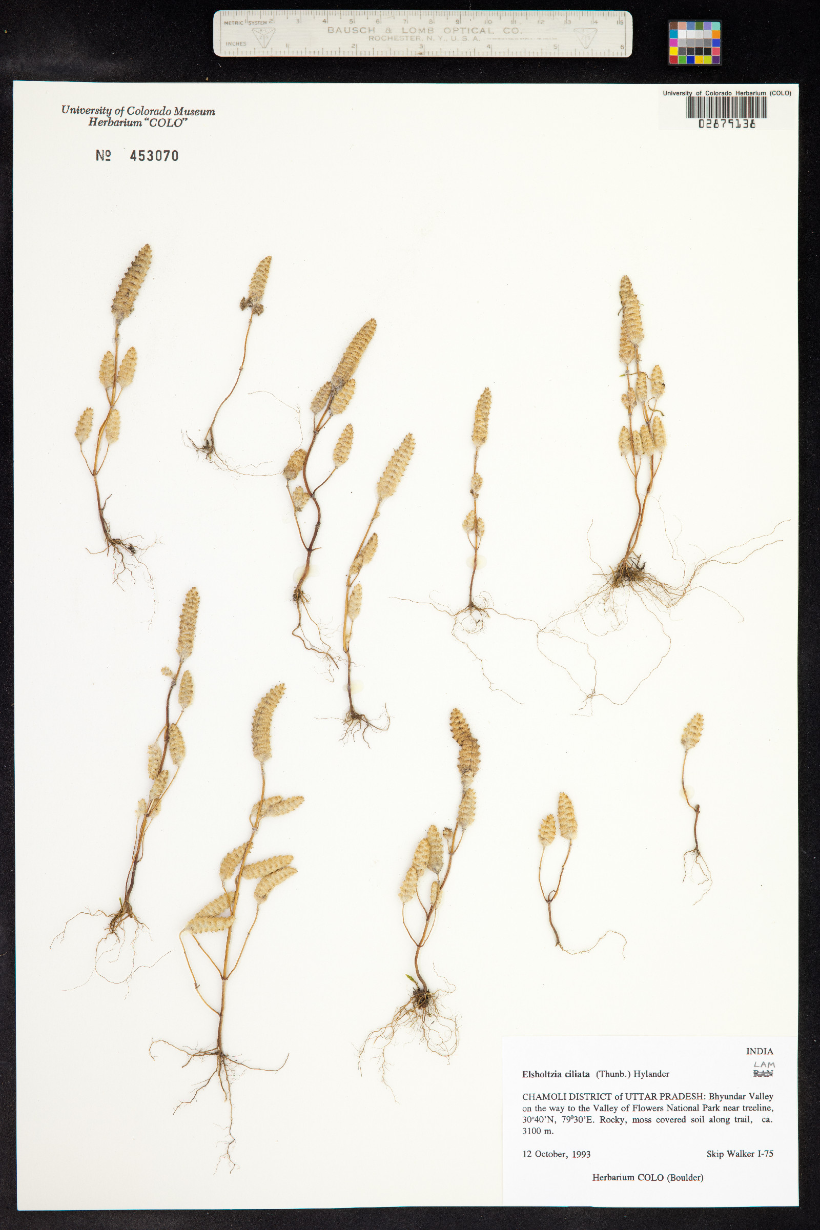 Elsholtzia ciliata image