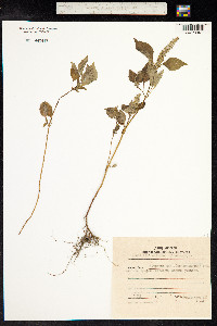 Elsholtzia ciliata image