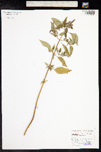 Elsholtzia ciliata image