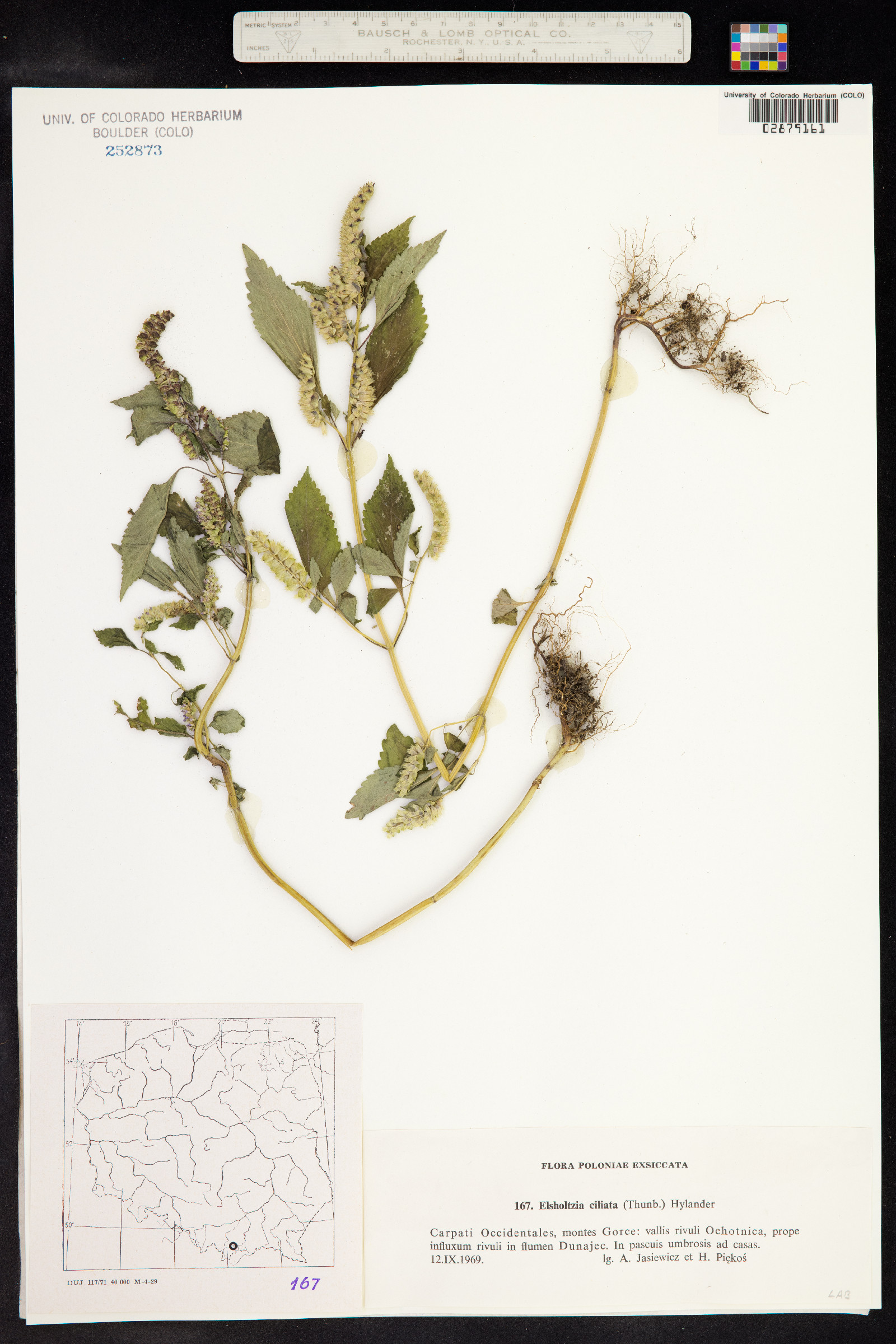 Elsholtzia ciliata image