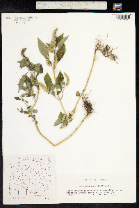 Elsholtzia ciliata image