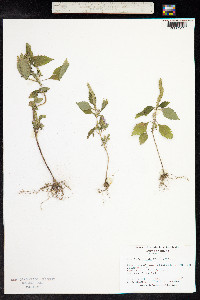 Elsholtzia ciliata image
